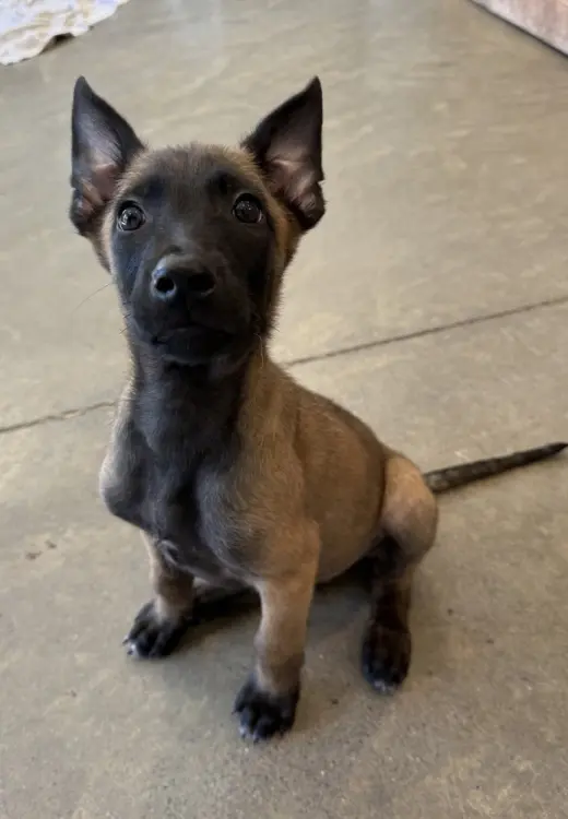 Elements Litter - Radon - Located in New Jersey