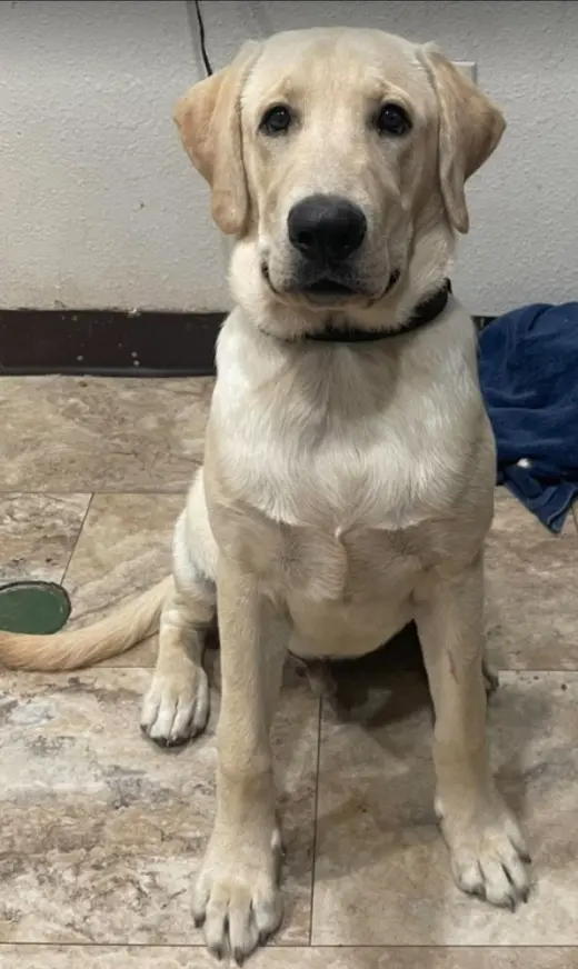 Riggs