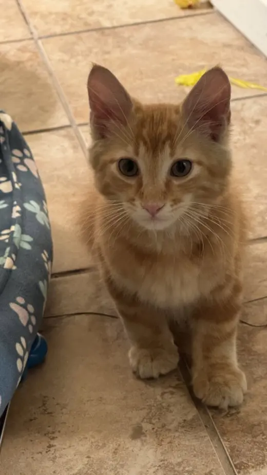 Tony Pepperoni