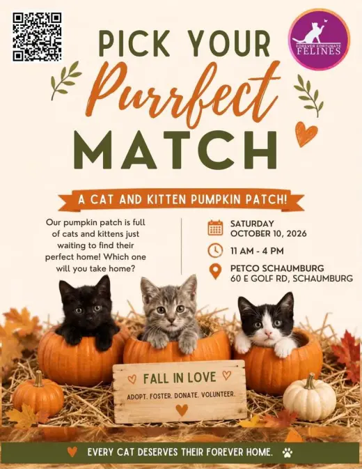 AAA ADOPTION EVENT PETCO ARLINGTON HEIGHTS
