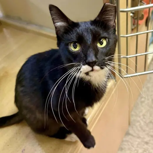 Sophie (aka Pepper)