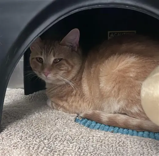GARFIELD