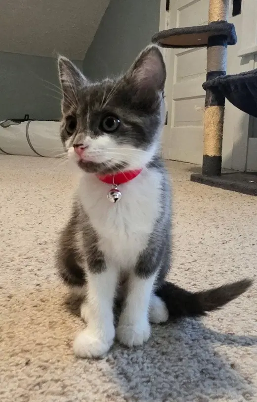 Ara *IN FOSTER*