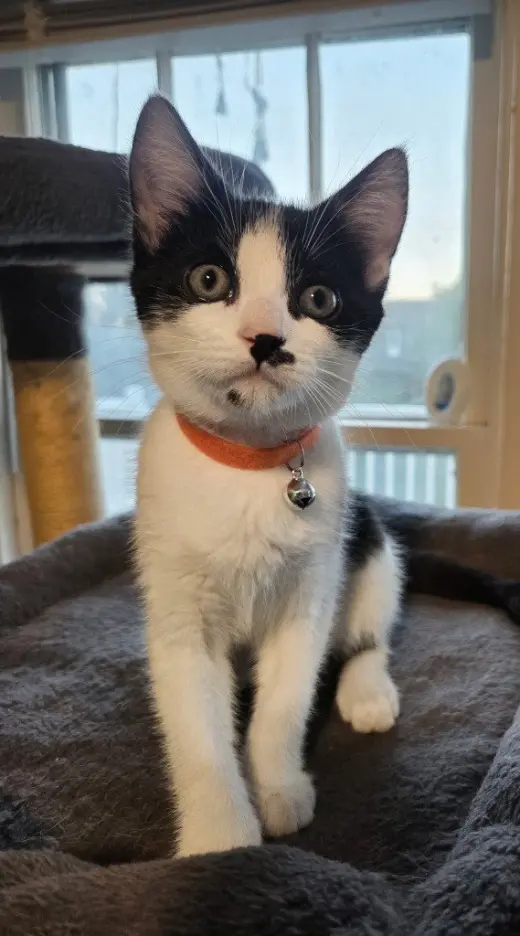 Gypsy *IN FOSTER*