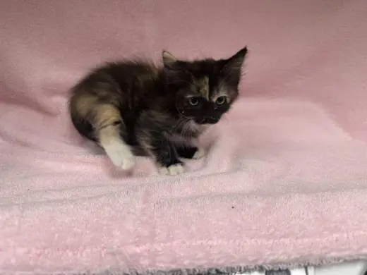 NUTMEG