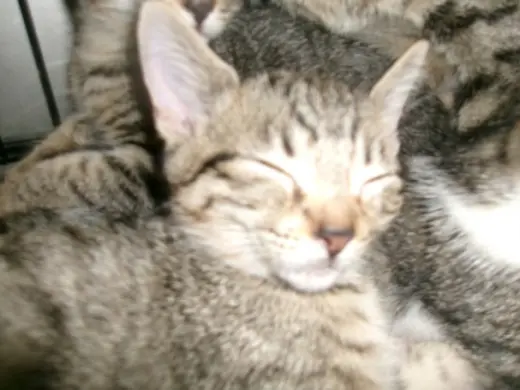 KITTY CAT 5