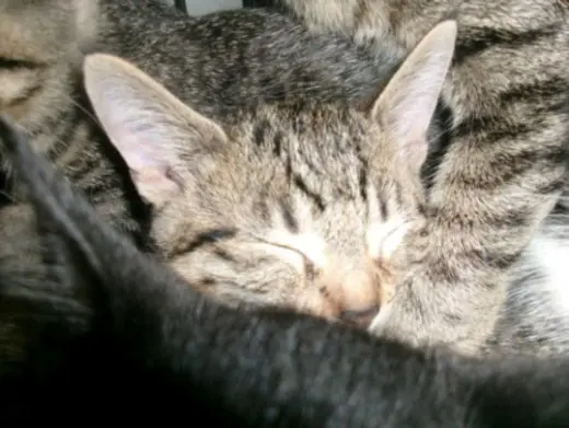 KITTY CAT 4