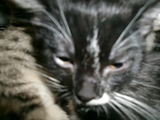 KITTY CAT 3