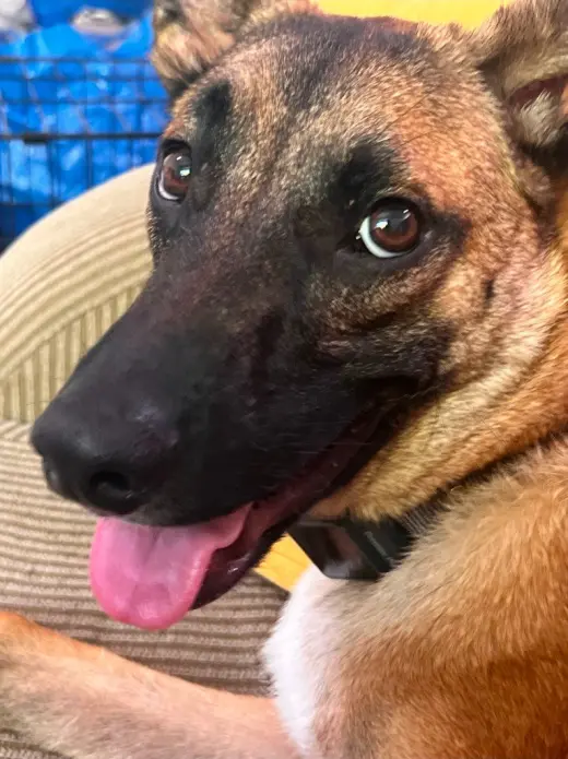 Sparrow (Courtesy Post) Foster or Adopt Me!