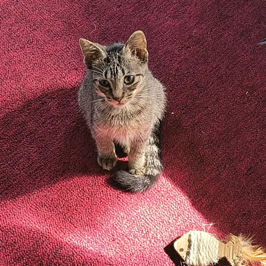Bo