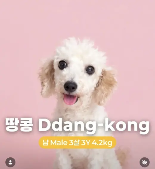 DDANG-KONG