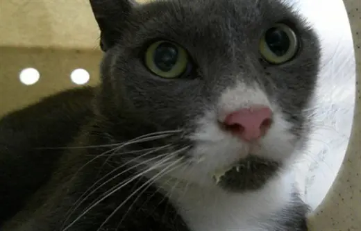 WORKING CAT