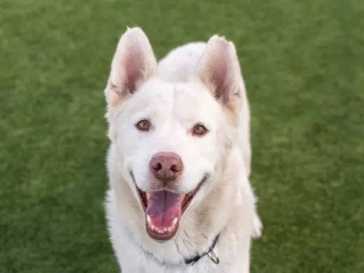 BALTO