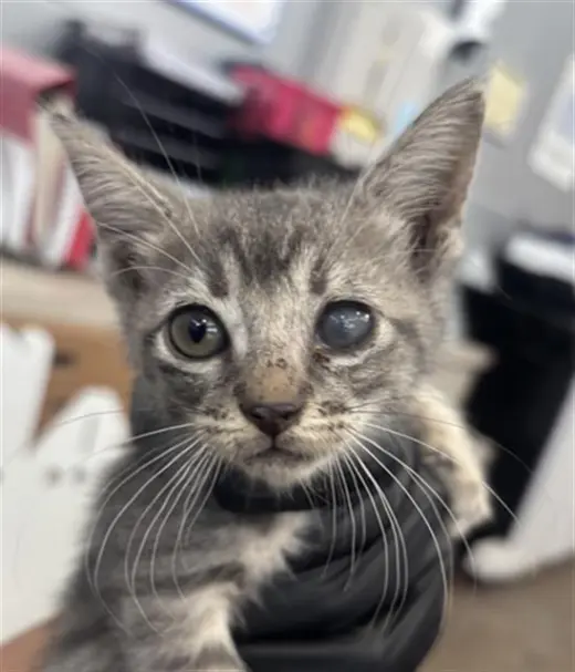 LUNA