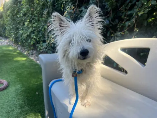ELLIOT