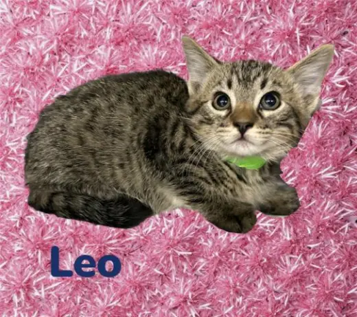 *LEO