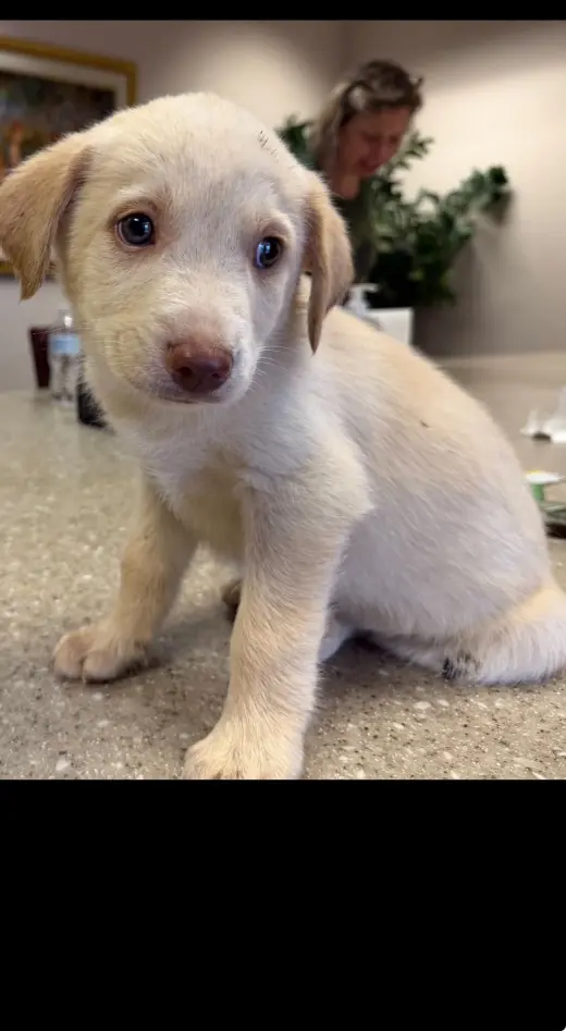 James - Carly Simon Litter