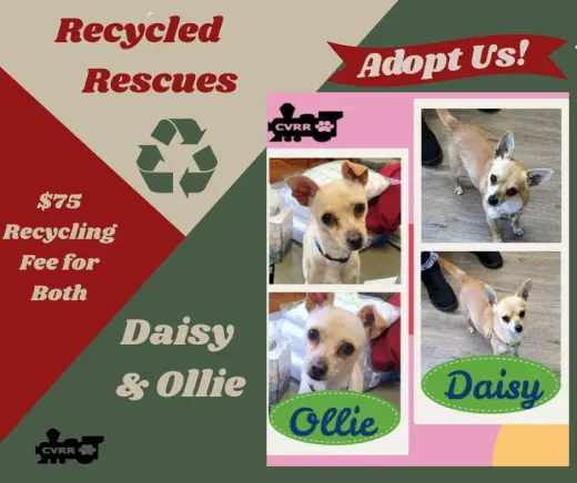 Daisy and Ollie  ReCyle)