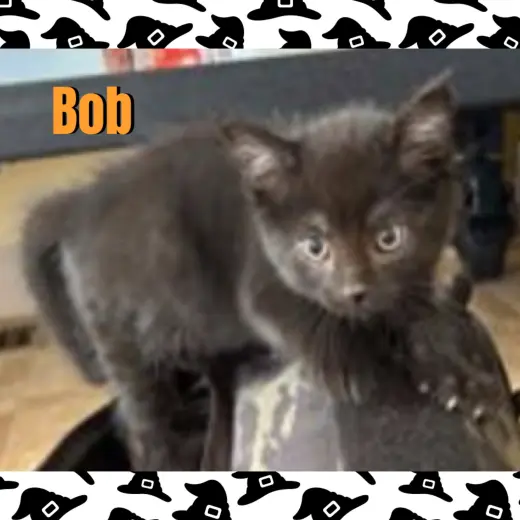 Bob
