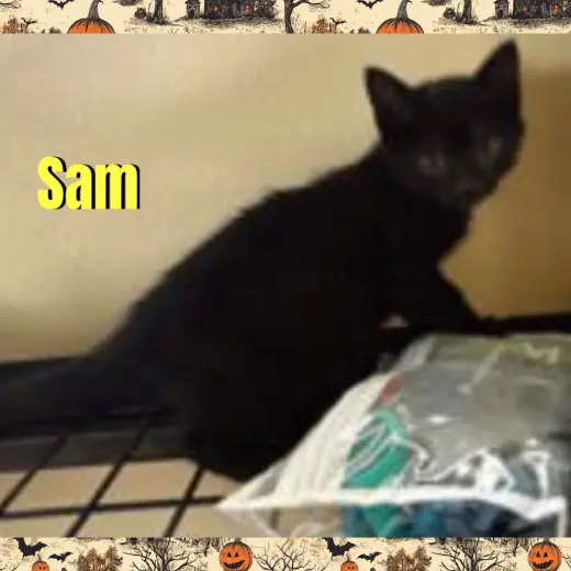 Sam