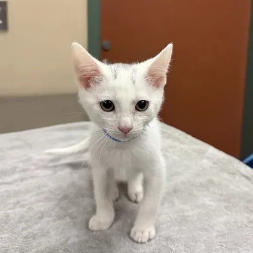 LINUS