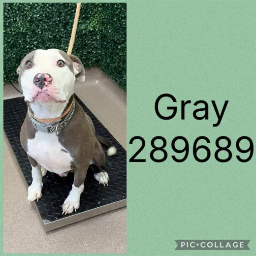 GRAY