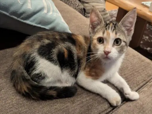 CLEO*