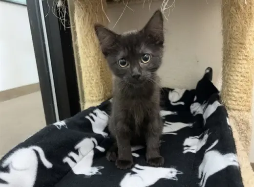 COAL