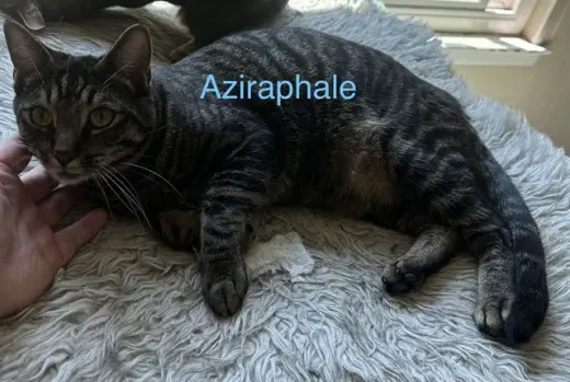 AZIRAPHALE