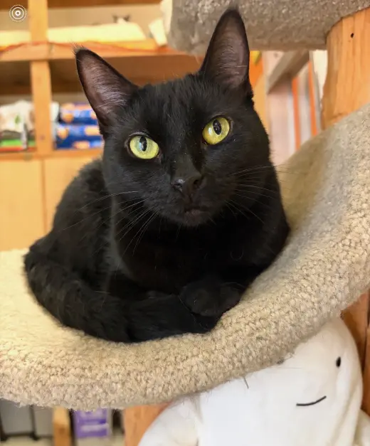 Black Beauty