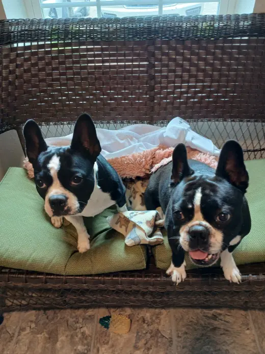 Spike and Jet