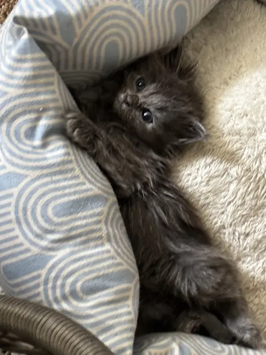 Nina
