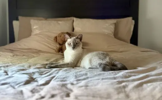 Sassy the Siamese