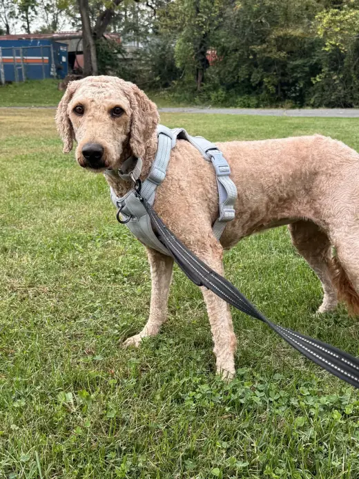 Gracie