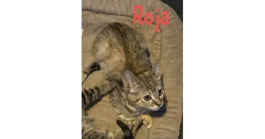 Roja