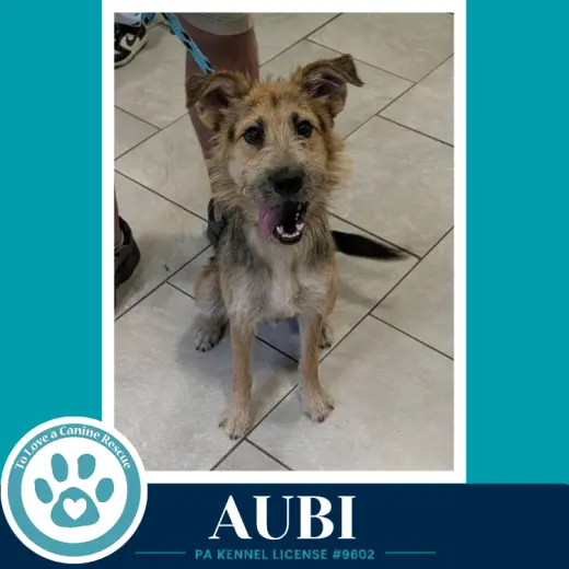 Aubi 100326