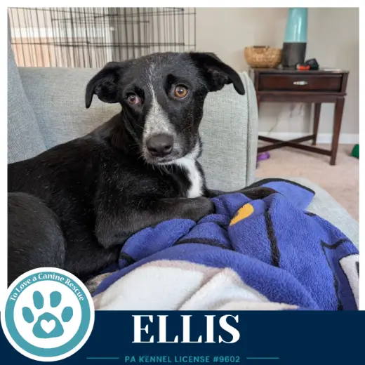 Ellis 100326