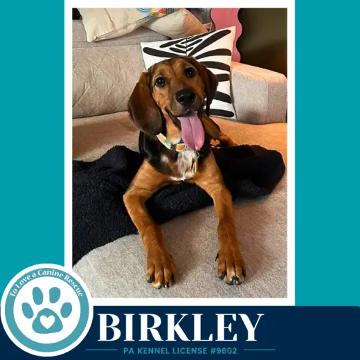Birkley 100326