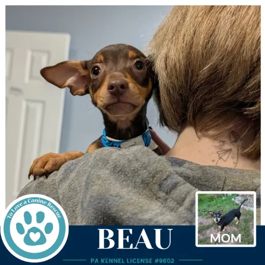 Beau (Scooters Skittles) 100326