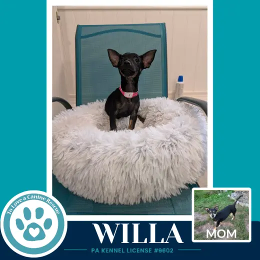Willa (Scooters Skittles) 100326