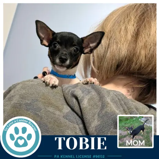 Tobie (Scooters Skittles) 100326
