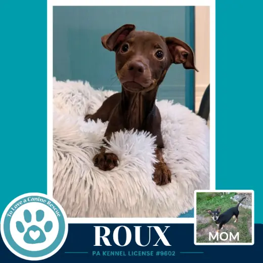Roux (Scooters Skittles) 100326