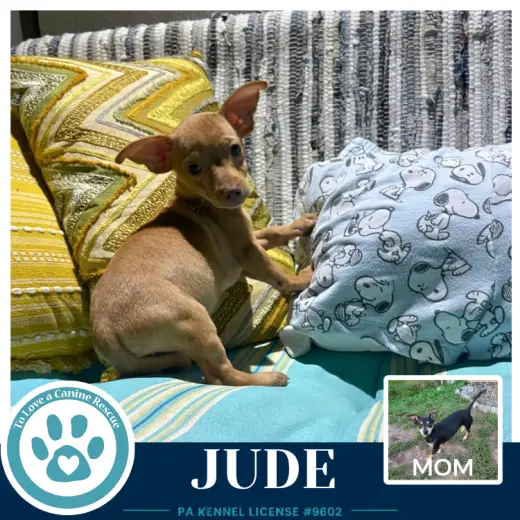 Jude (Scooters Skittles) 100326