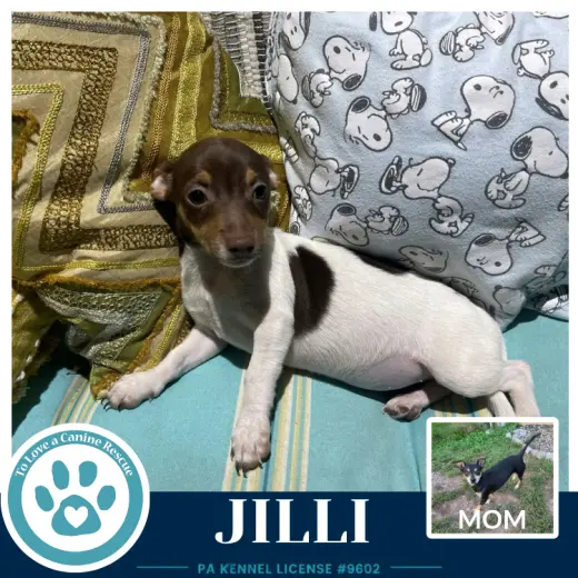 Jilli (Scooters Skittles) 100326