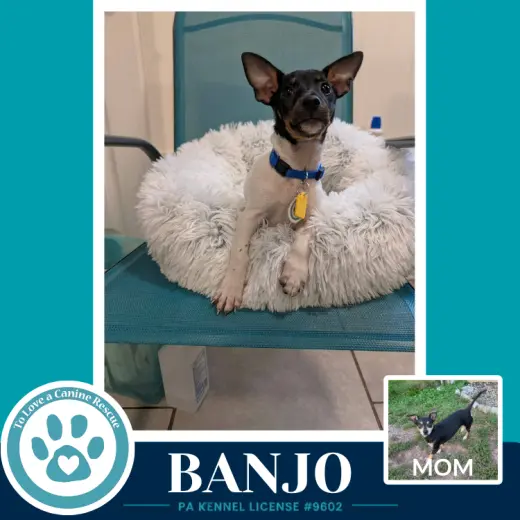 Banjo (Scooters Skittles) 100326