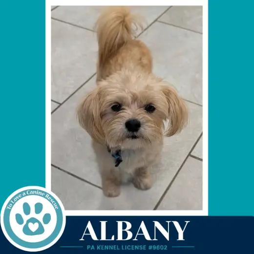 Albany 100326