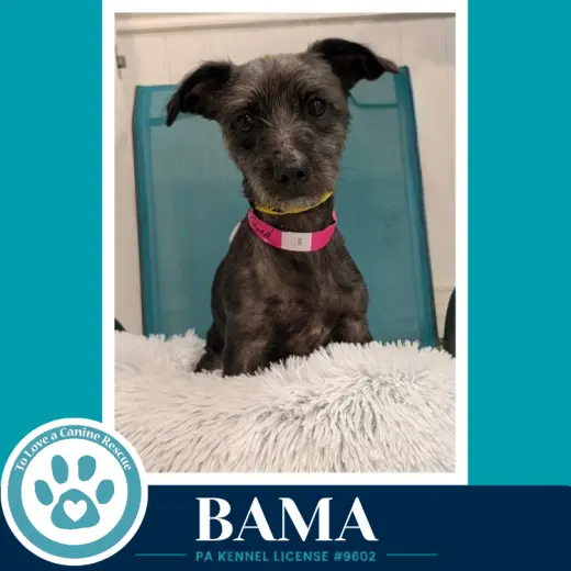 Bama 100326