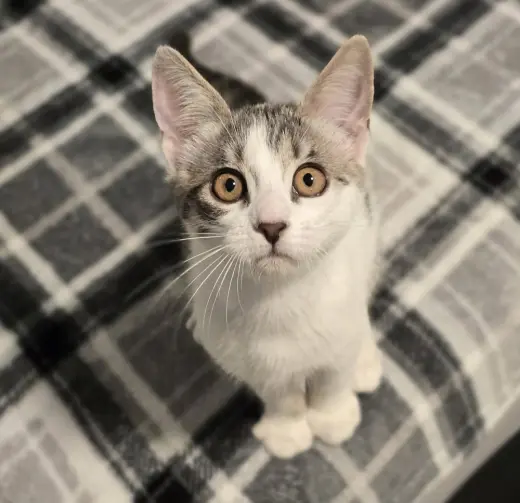 Lyle