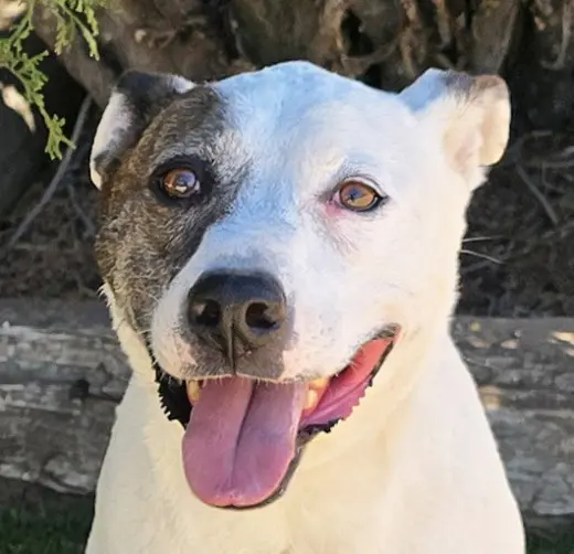Terrific Ms Torie ~ Gentle Companion