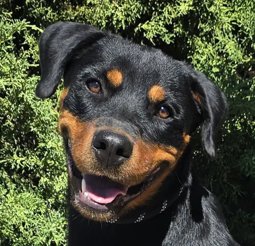 Kind Ms Kairi ~ Radiant Rottie